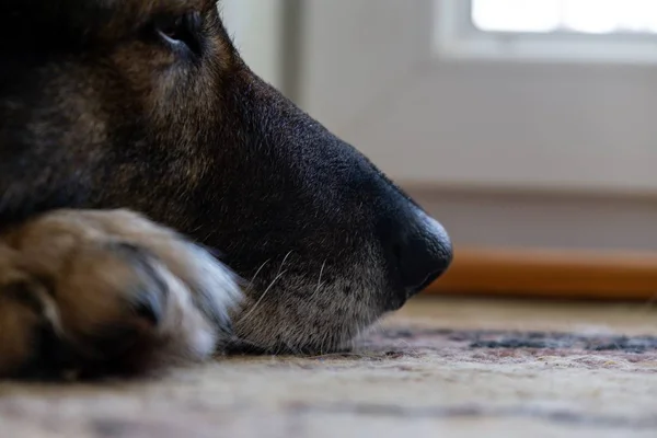 Alman Çoban Köpeğinin Pençeleri Yakın Çekim — Stok fotoğraf