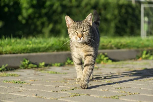 Gatinho Cinza Livre Parque — Fotografia de Stock