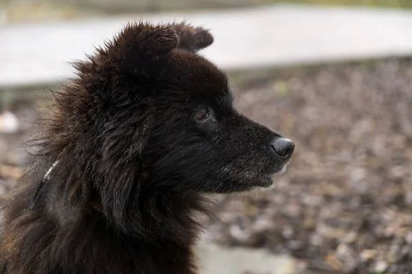 Carino Cucciolo Nero All Aperto Nel Parco — Foto Stock