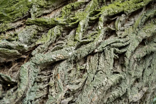Faktura Kory Mszystej Drzewa Tapety Naturalne — Zdjęcie stockowe