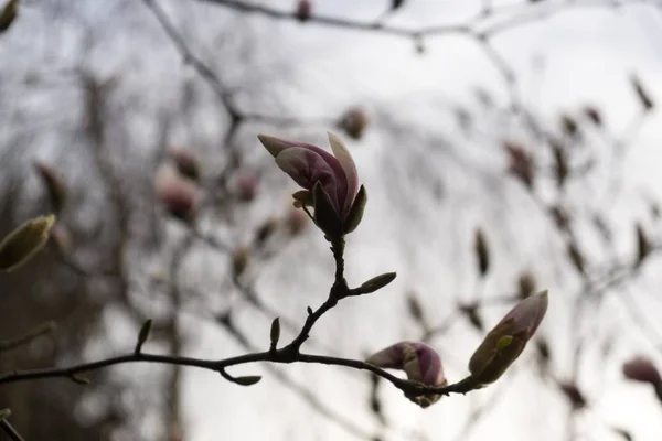 Voorjaarsboom Met Bloeiende Bloemen — Stockfoto