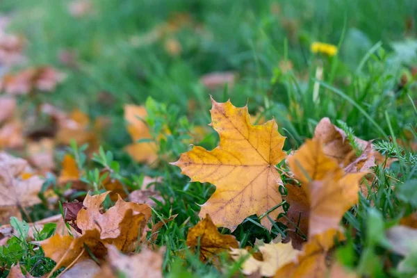 Maple Leaves Background Close Stock Picture