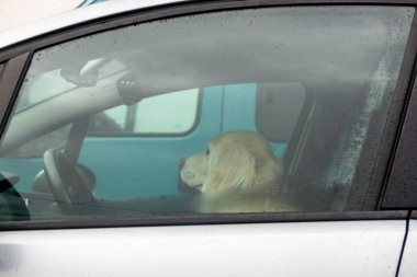 Arabada oturan köpeğin portresi.