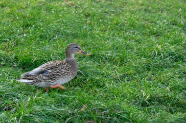  Yeşil alan arka planında ördek