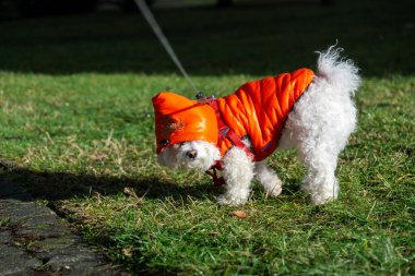 Parktaki sevimli beyaz köpek..