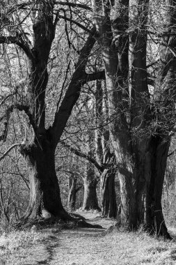 Ormandaki ağaçlar ve patikalar. Slovakya