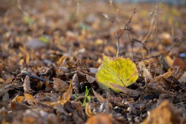 Ormanda sonbahar yaprakları