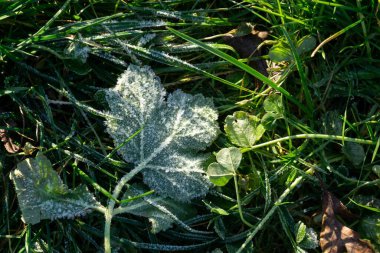 Yeşil çimenli ve mavi gökyüzü olan dağ manzarası