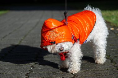 Parktaki sevimli beyaz köpek..