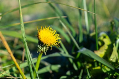Yeşil çimenli ve mavi gökyüzü olan dağ manzarası