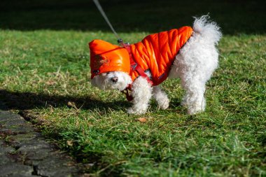 Parktaki sevimli beyaz köpek..