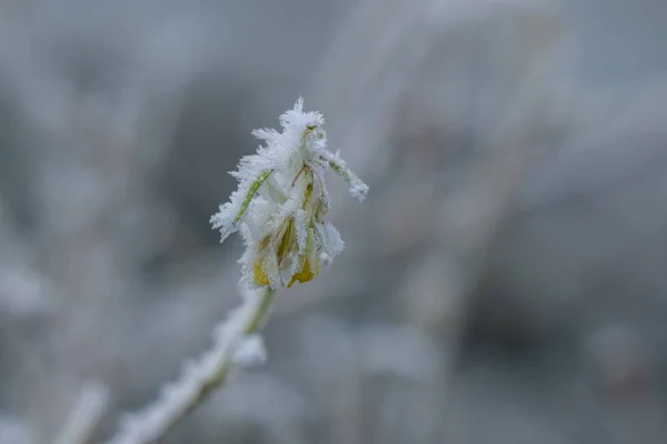 Horská Krajina Zelenou Trávou Modrou Oblohou — Stock fotografie