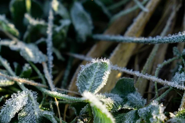 Bevroren Gras Winterachtergrond Met Sneeuw Close — Stockfoto