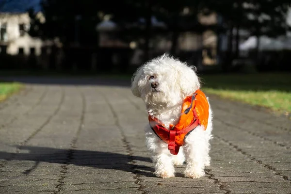 Mignon Chien Blanc Plein Air Dans Parc — Photo