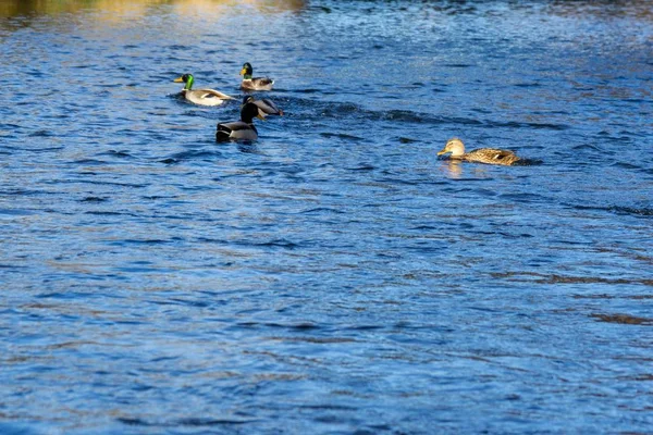 鸭子在湖中游泳白天射击 — 图库照片