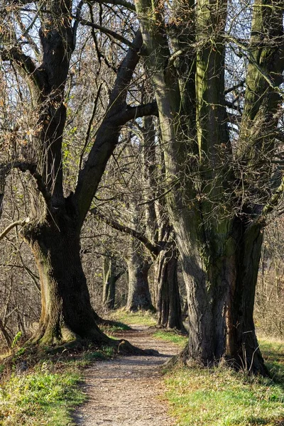 Trees and paths in forest. Slovakia