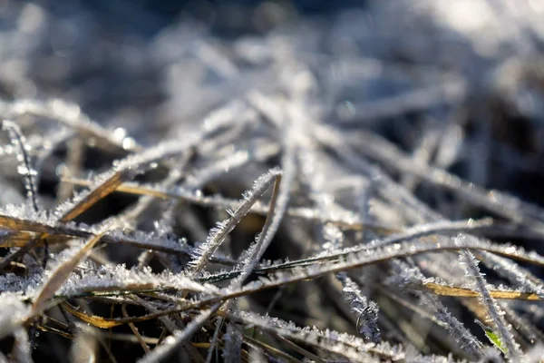 Bevroren Gras Winterachtergrond Met Sneeuw Close — Stockfoto