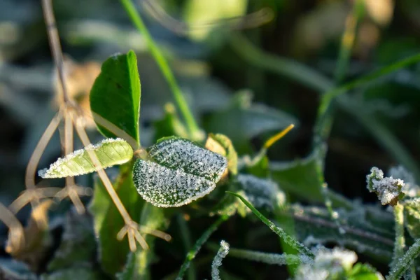 Rumput Beku Latar Belakang Musim Dingin Dengan Salju Tutup — Stok Foto