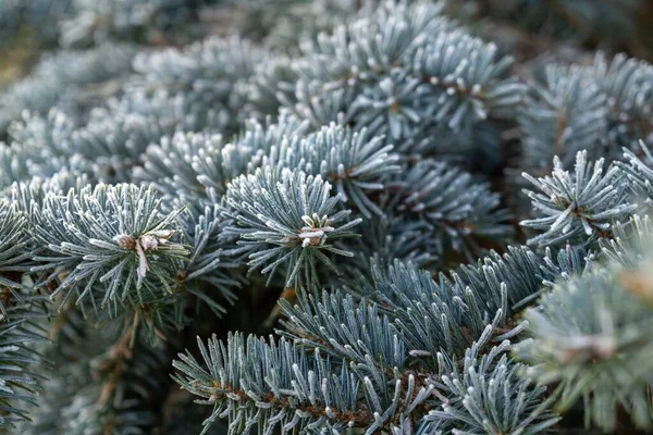 Dennennaalden Bedekt Met Vorst Natuurlijk Behang — Stockfoto