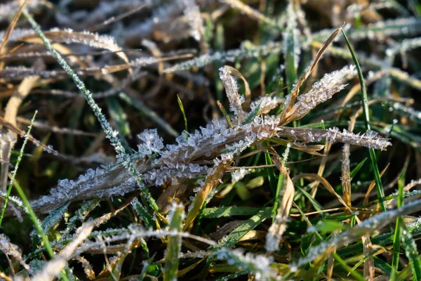 Rumput Beku Latar Belakang Musim Dingin Dengan Salju Tutup — Stok Foto