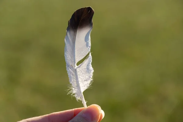 Cerrar Tiro Pluma Helada Mano — Foto de Stock