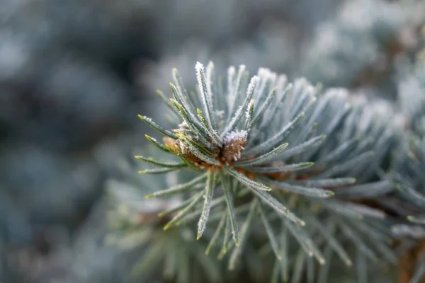 Pine Tree Needles Covered Frost Natural Wallpaper — Stock Photo, Image