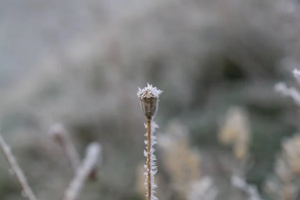 Horská Krajina Zelenou Trávou Modrou Oblohou — Stock fotografie