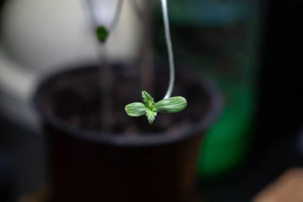Nahaufnahme Einer Grünen Pflanze Hintergrund — Stockfoto
