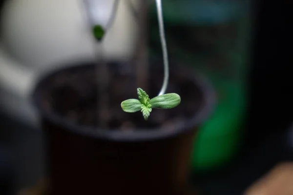 Gros Plan Plante Verte Sur Fond — Photo