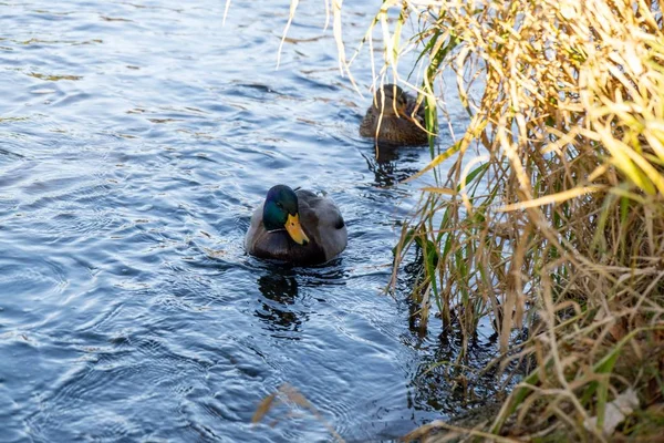 Anatre Che Nuotano Nel Lago Giorno Colpo Tempo — Foto Stock