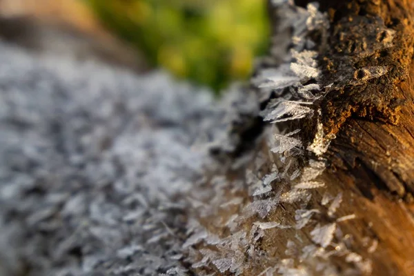 Grama Congelada Fundo Inverno Com Neve Close — Fotografia de Stock