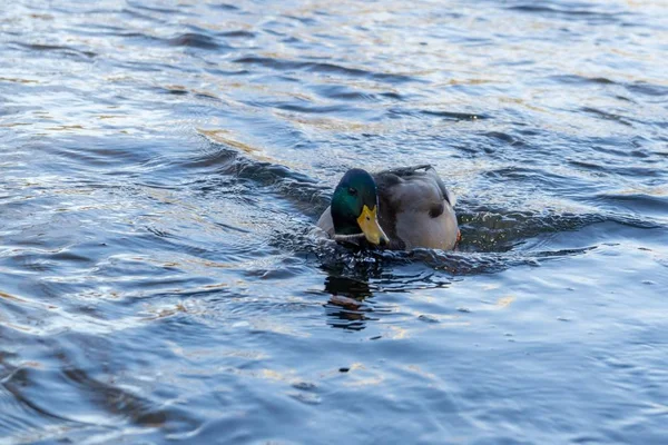 Ducks swimming in lake day time shot