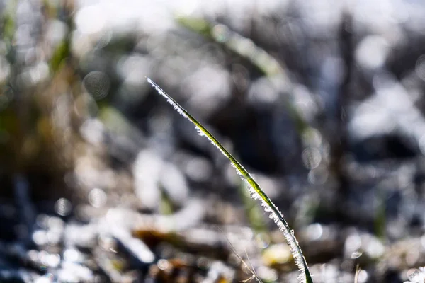 Bevroren Gras Winterachtergrond Met Sneeuw Close — Stockfoto