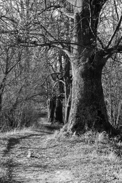 Trees and paths in forest. Slovakia