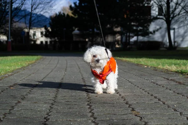 Mignon Chien Blanc Plein Air Dans Parc — Photo