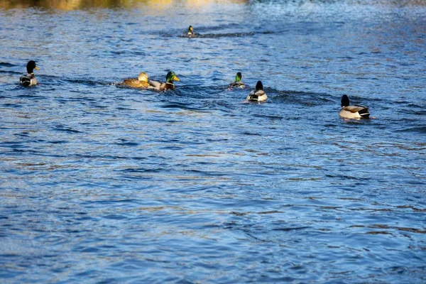 鸭子在湖中游泳白天射击 — 图库照片