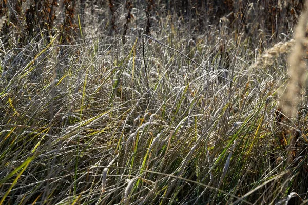 Fryst Gräs Vinter Bakgrund Med Snö Närbild — Stockfoto