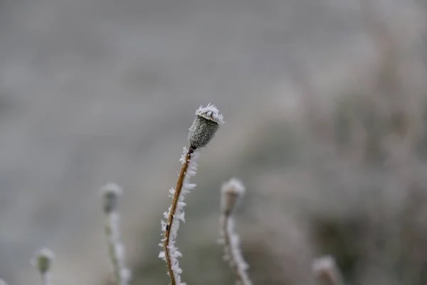 Bergslandskap Med Grönt Gräs Och Blå Himmel — Stockfoto