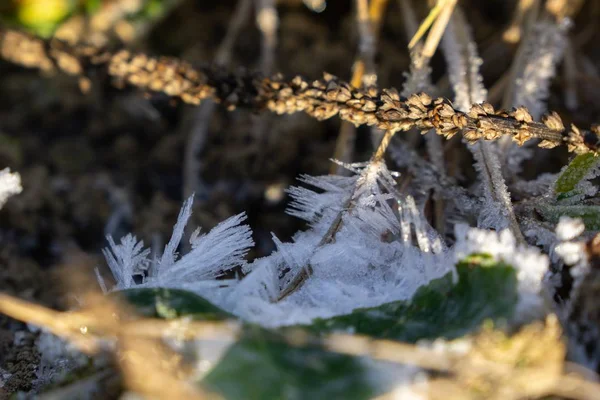 Grama Congelada Fundo Inverno Com Neve Close — Fotografia de Stock