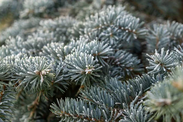 Dennennaalden Bedekt Met Vorst Natuurlijk Behang — Stockfoto