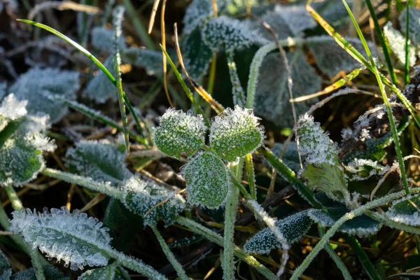 Rumput Beku Latar Belakang Musim Dingin Dengan Salju Tutup — Stok Foto