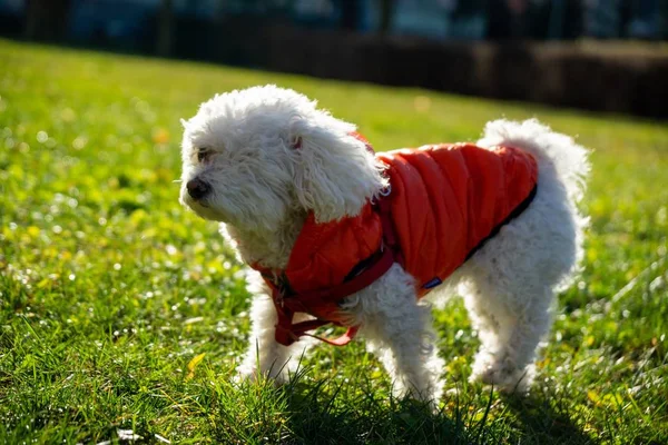 Netter Weißer Hund Park — Stockfoto