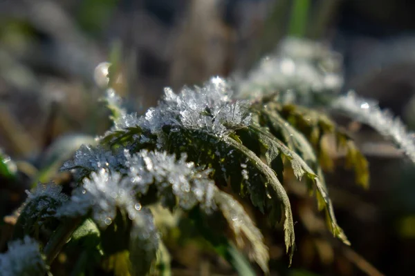 Fryst Gräs Vinter Bakgrund Med Snö Närbild — Stockfoto