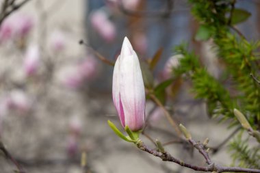 Bahar ağacı çiçek açıyor. Ağacın üzerinde Magnolia çiçekleri açıyor. Slovakya