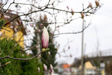 Bahar ağacı çiçek açıyor. Ağacın üzerinde Magnolia çiçekleri açıyor. Slovakya