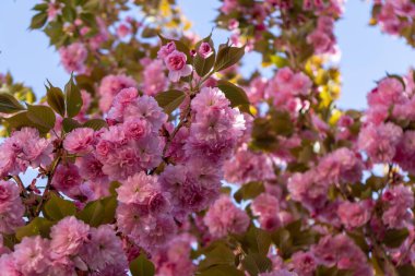 Bahar ağacı çiçek açıyor. Çiçek açan ağaçtaki pembe çiçekler. Slovakya