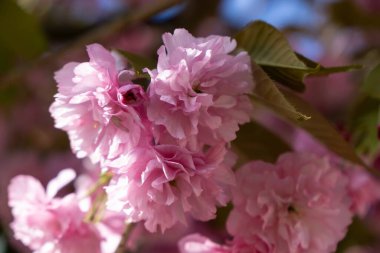 Bahar ağacı çiçek açıyor. Çiçek açan ağaçtaki pembe çiçekler. Slovakya