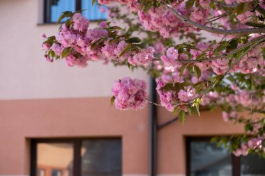 Bahar ağacı çiçek açıyor. Çiçek açan ağaçtaki pembe çiçekler. Slovakya