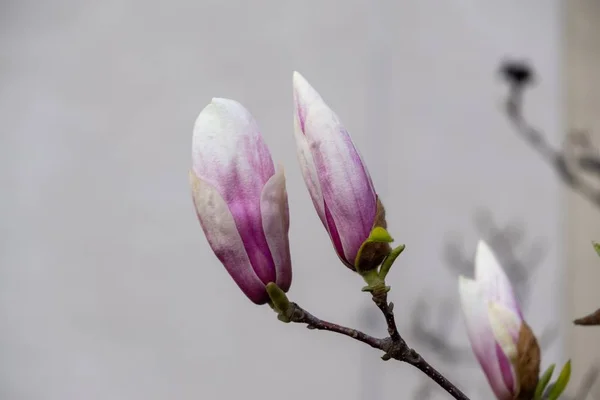 Άνοιξη Ανθοφορία Δέντρο Μανόλια Λουλούδια Ανθίζουν Στο Δέντρο Σλοβακία — Φωτογραφία Αρχείου