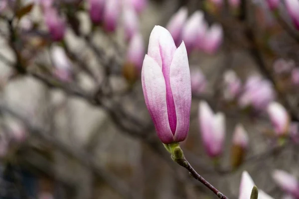 Voorjaarsboom Bloei Magnolia Bloemen Bloeien Boom Slowakije — Stockfoto